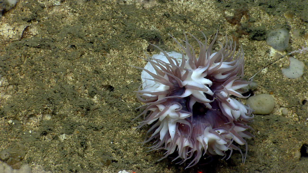 Large brownish white deep sea anemone