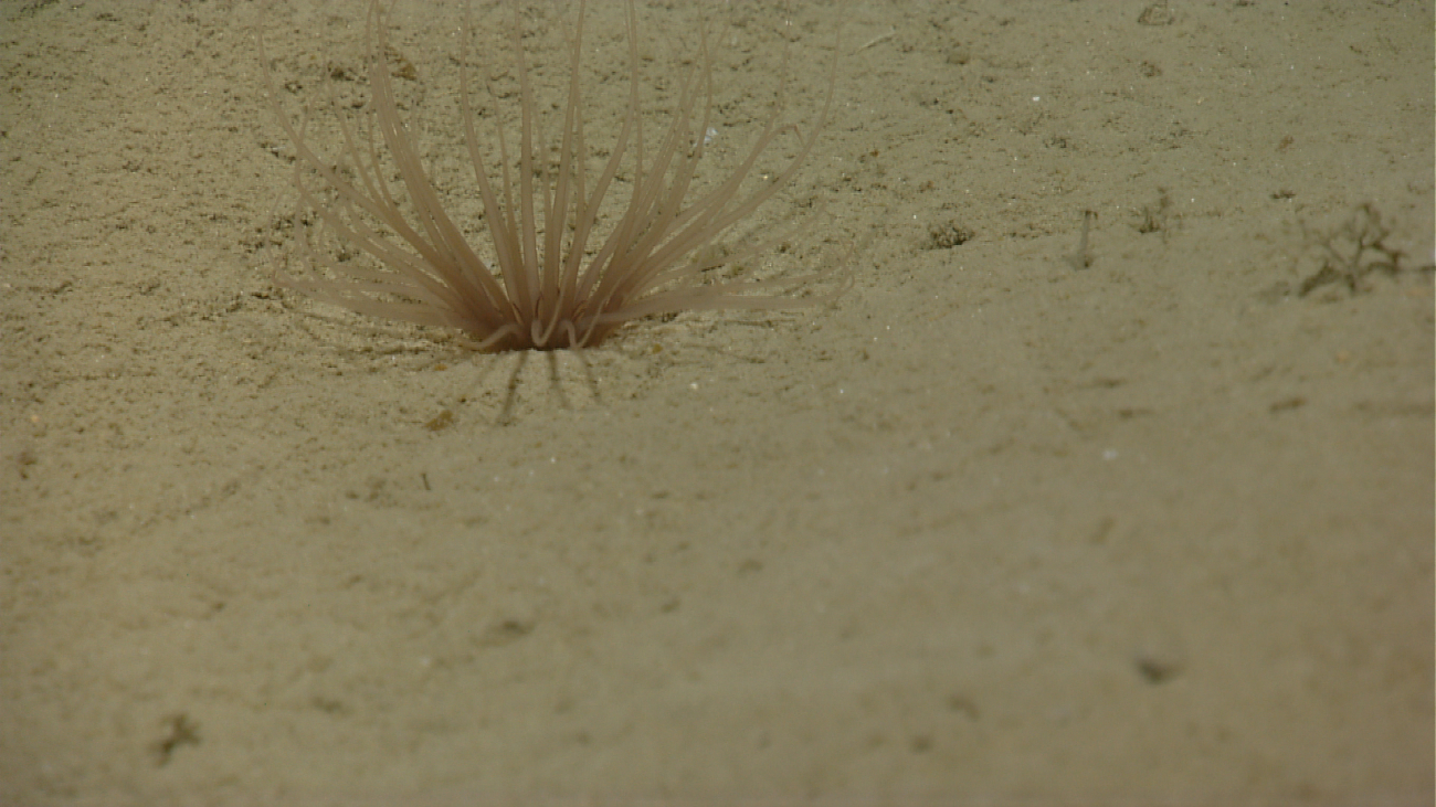 Brownish white cerianthid anemone