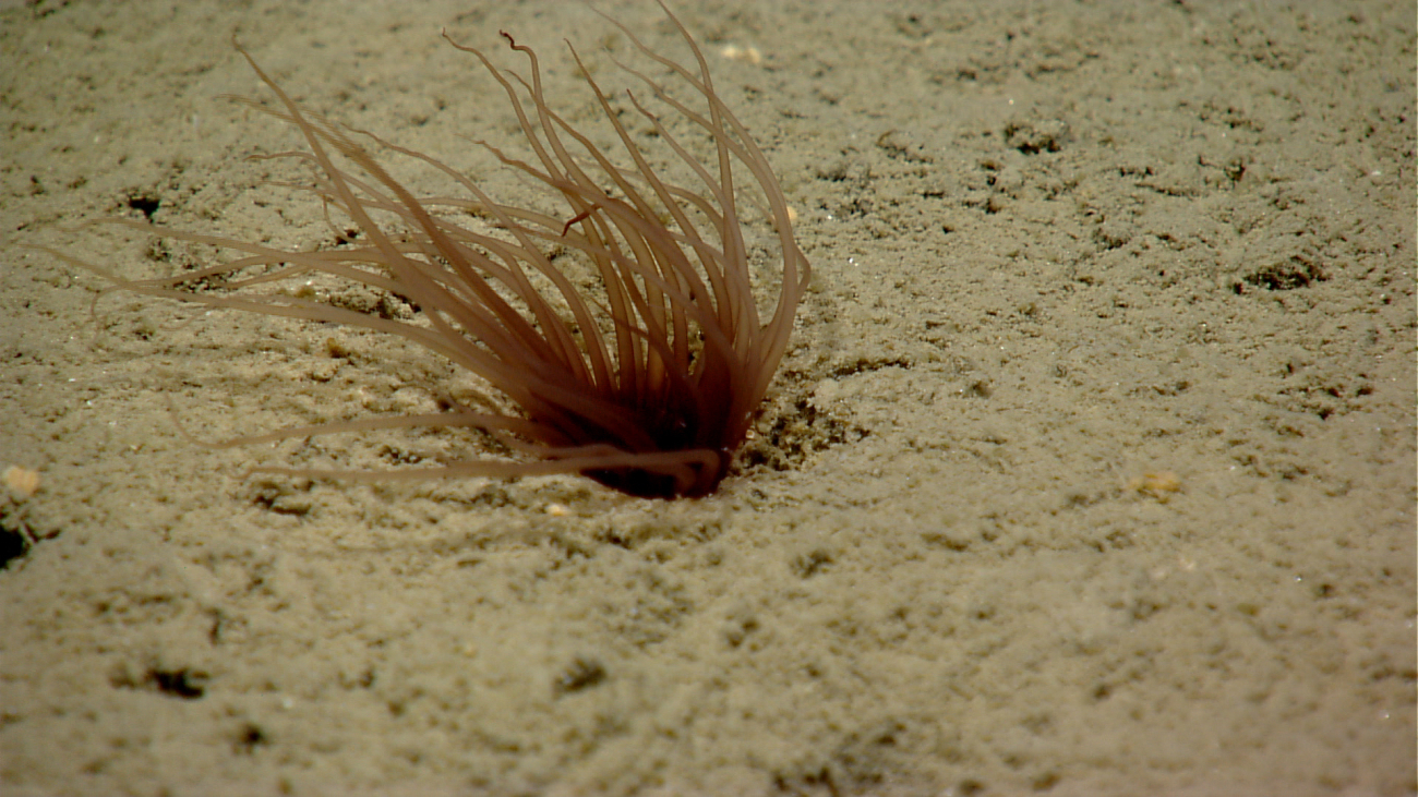 Brownish red cerianthid anemone