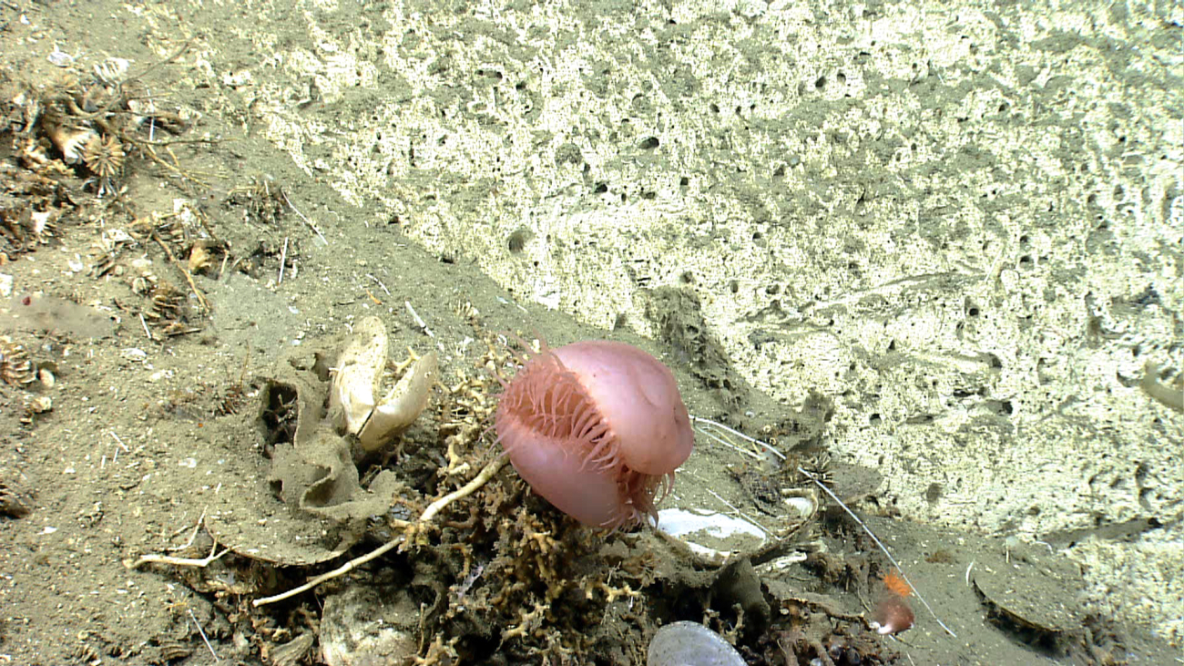 Pinkish brown flytrap anemone