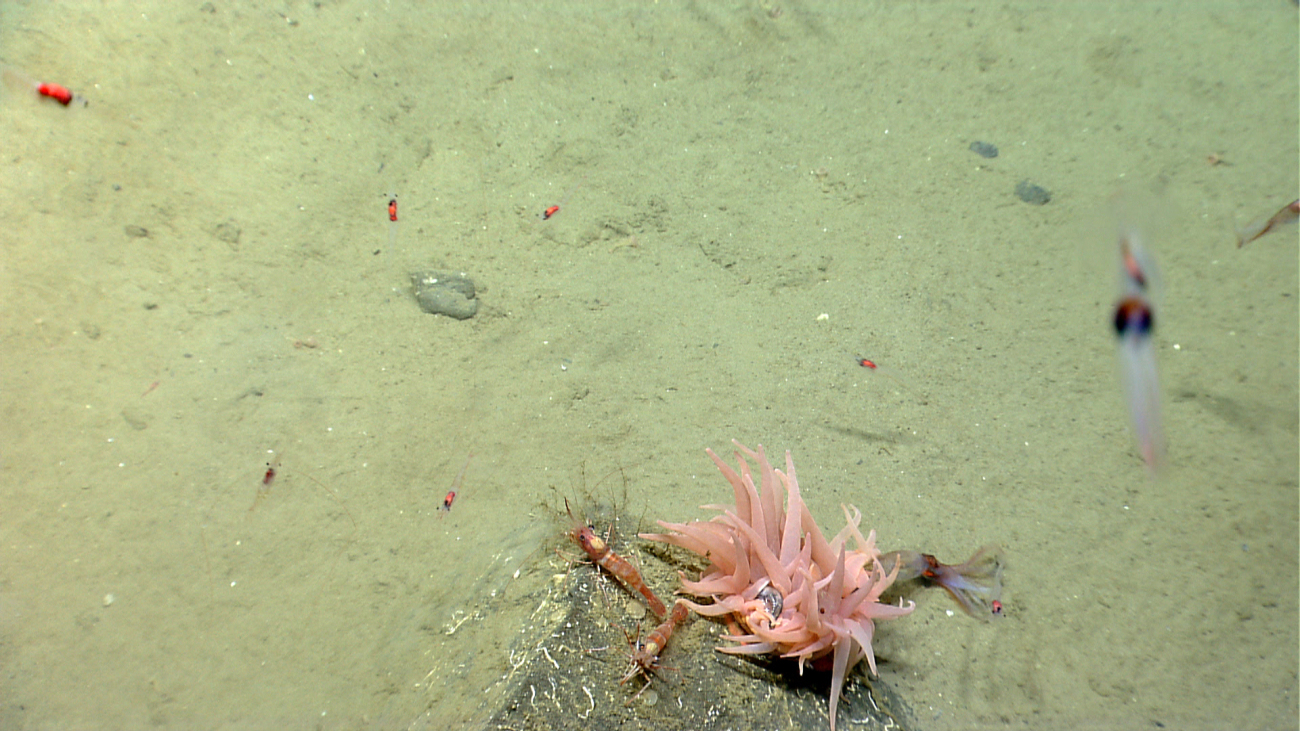 Large peach-colored anemone eating a small fish while red and white bandedshrimp looks on