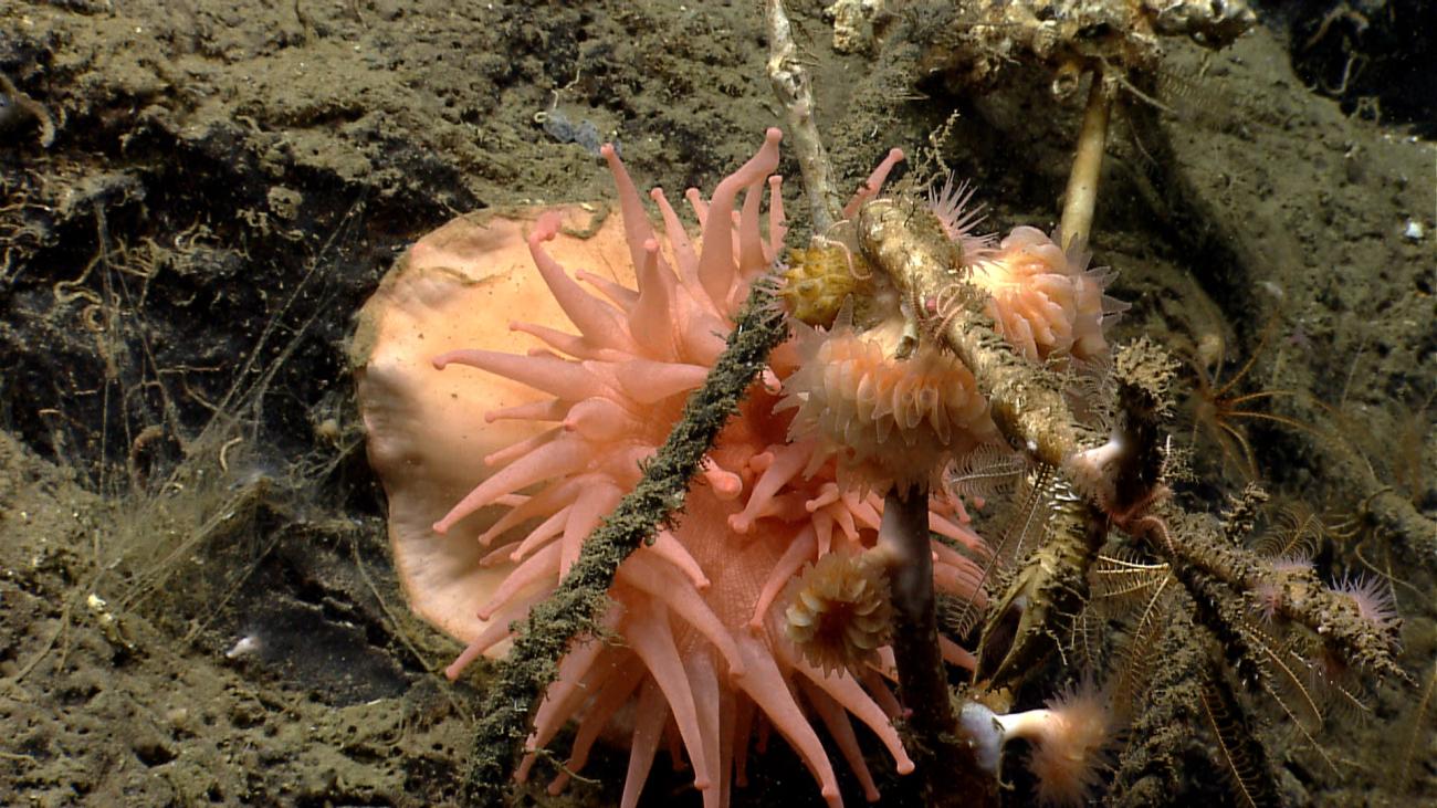 A large peach-colored anemone with crinoids, cup corals, and a large goose-neckbarnacle
