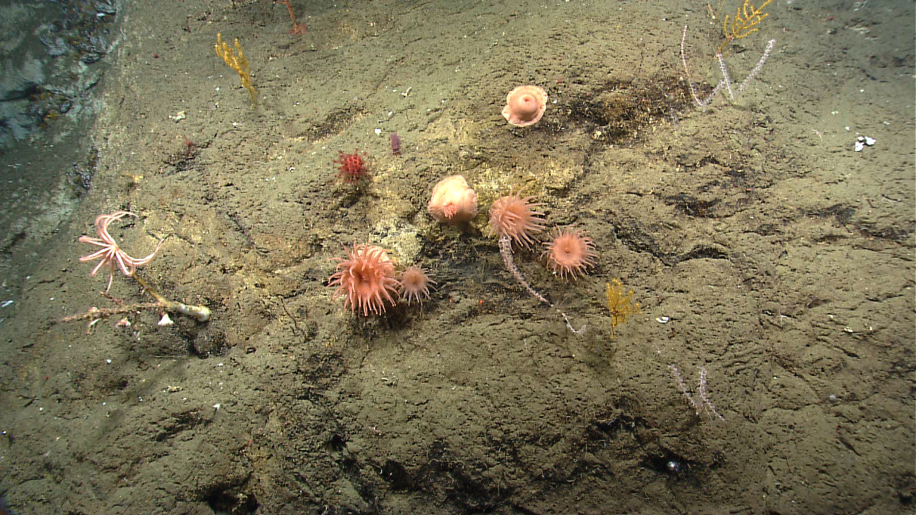 Large pink anemone with small anthomastus coral, a few small paramuriceancorals, a brisingid starfish to the left, and a few bamboo corals