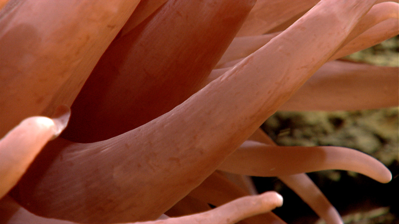 Closeup of tentacles of large pink anemone