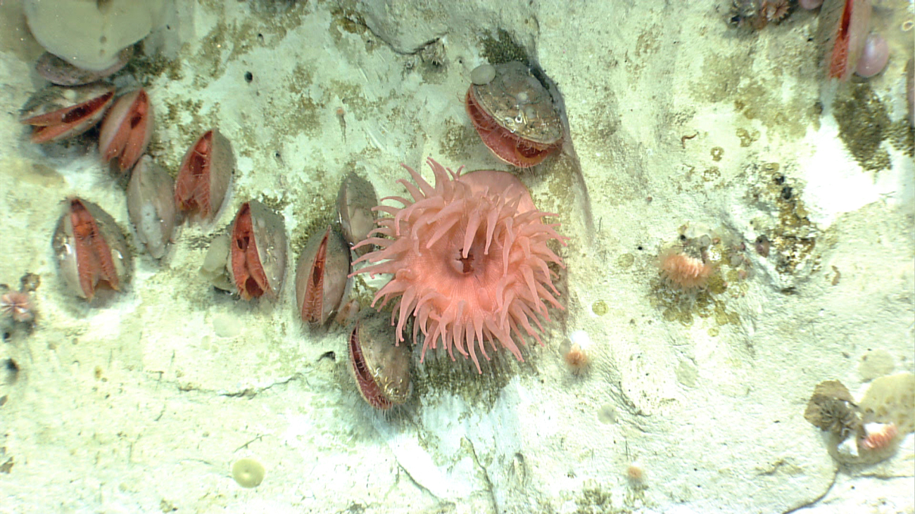 A large pink anemone with numerous acesta clams and a few cup corals
