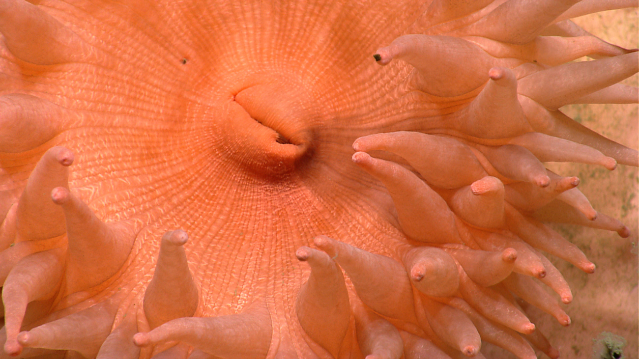 Looking at the mouth of a large peach-colored anemone