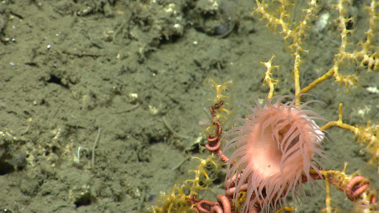 A peach colored anemone on octocoral with large brittlestar