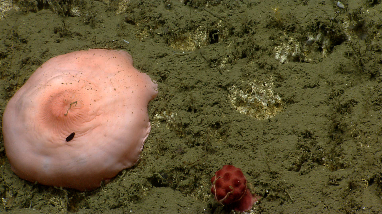 A completely closed peach colored anemone with a small anthomastus coral withtentacles retracted at bottom center
