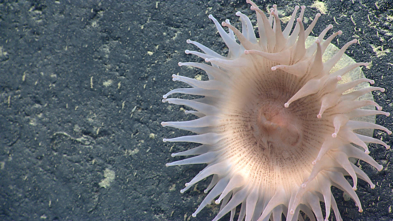 A large pinkish white anemone on a rock surface