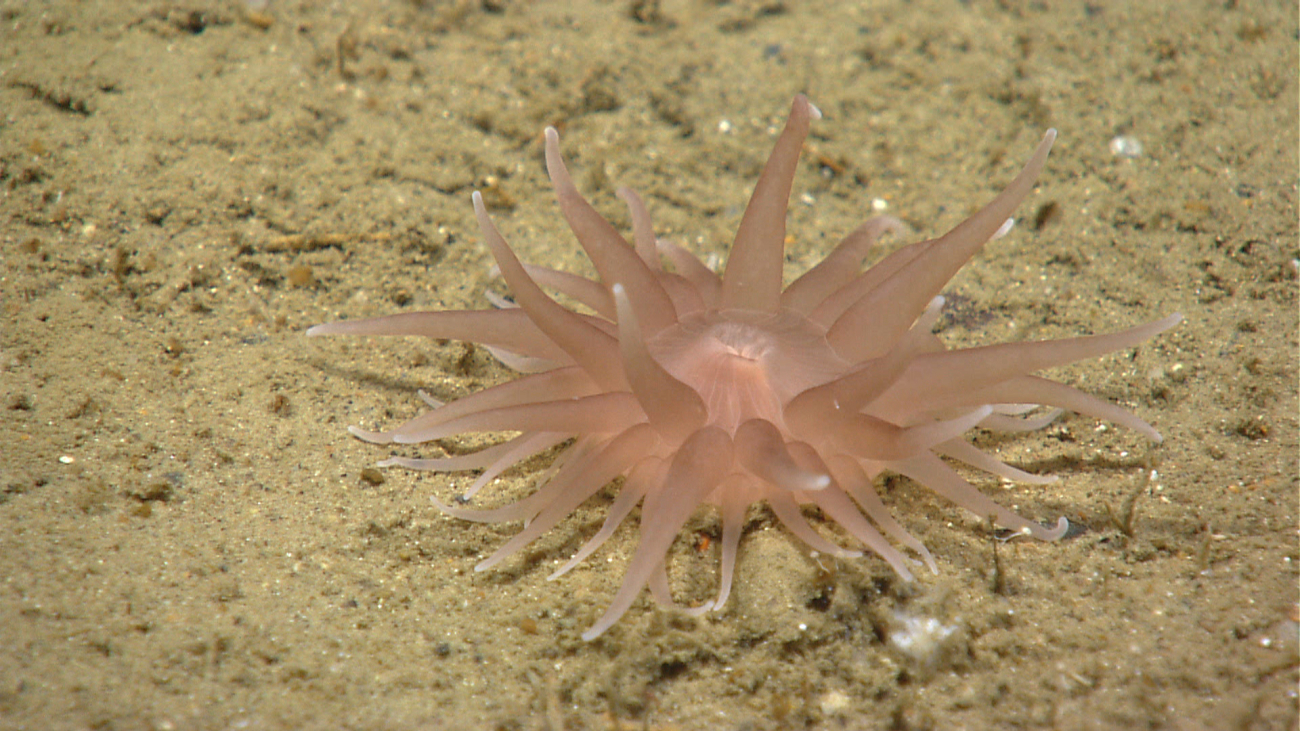 A small pinkish anemone with white-tipped tentacles