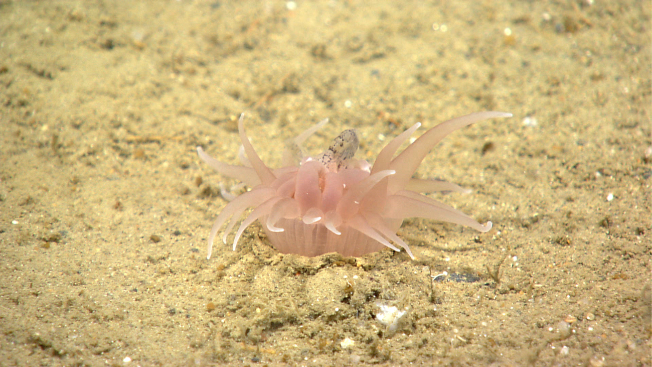A small pinkish anemone with white-tipped tentacles with captured prey beingprepared for ingestion