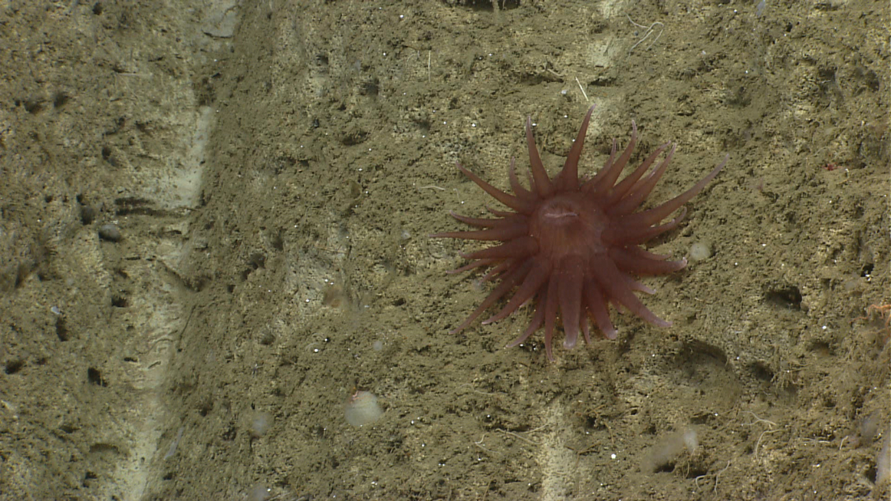 A brown anemone with white-tipped tentacles