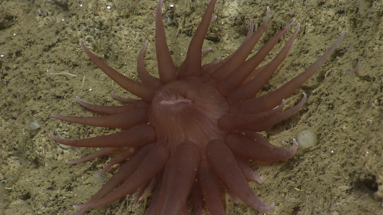 A brown anemone with white-tipped tentacles