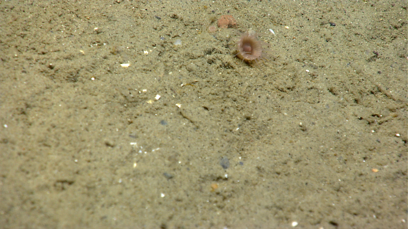 A small anemone or isolated zoanthid on a sandy bottom
