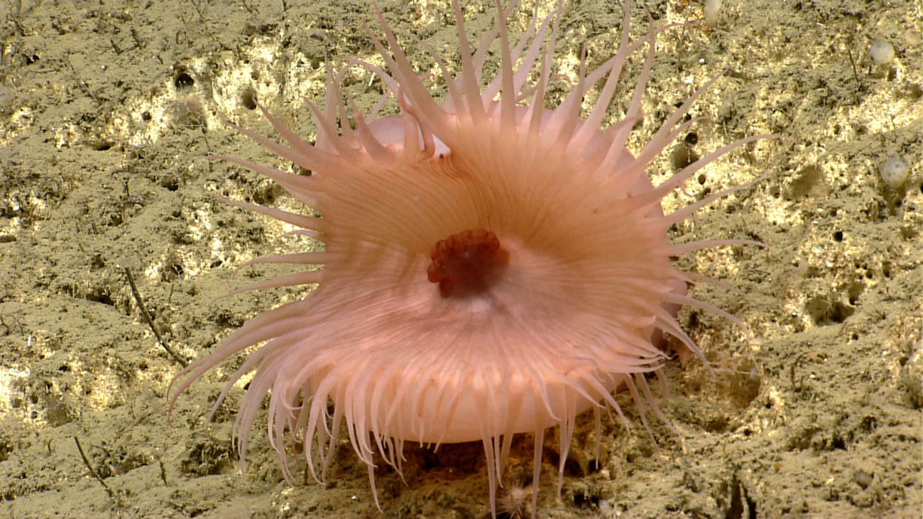 Strange appearing pink anemone with red mouth area