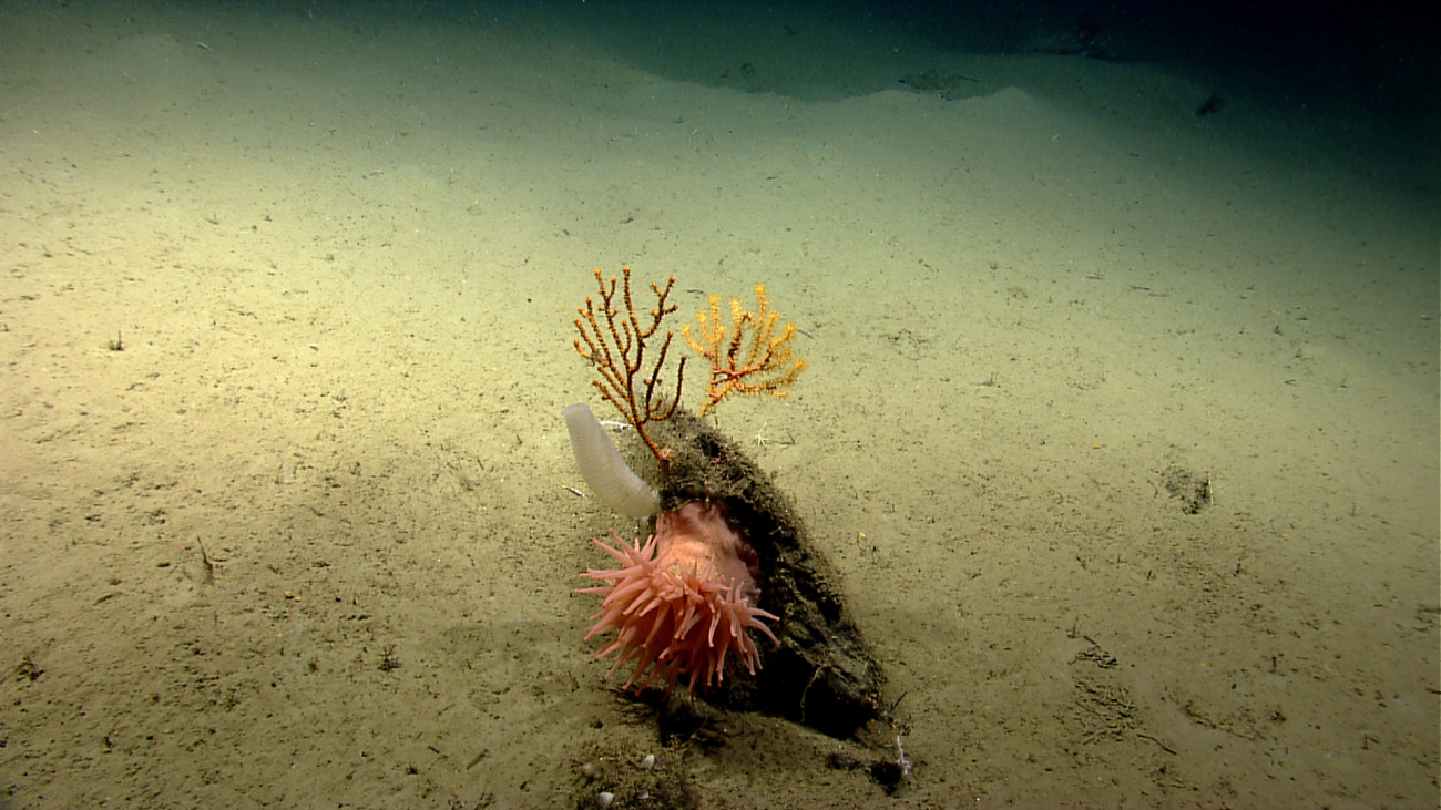 A large peach-colored anemone on a rock with small paramuricean corals and asmall venus flowerbasket sponge