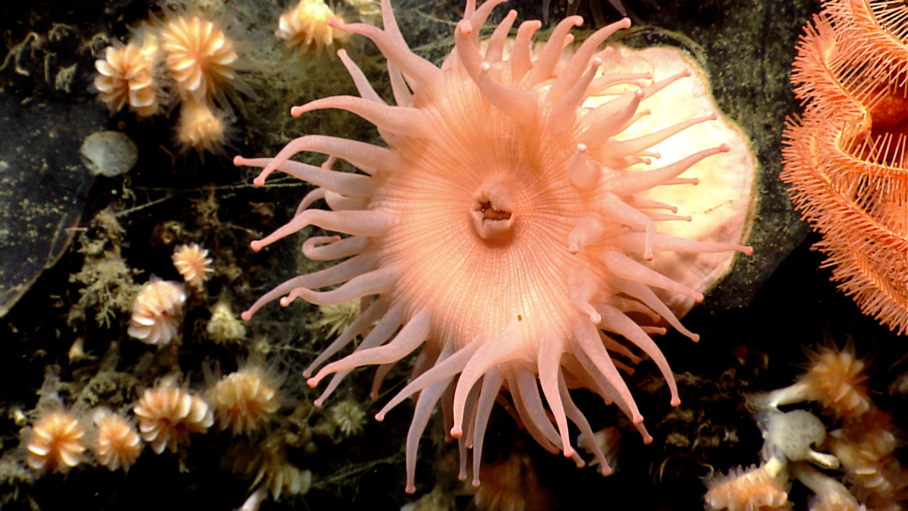 A large peach-colored anemone with cup corals to left and arms of a brisingidstarfish to right