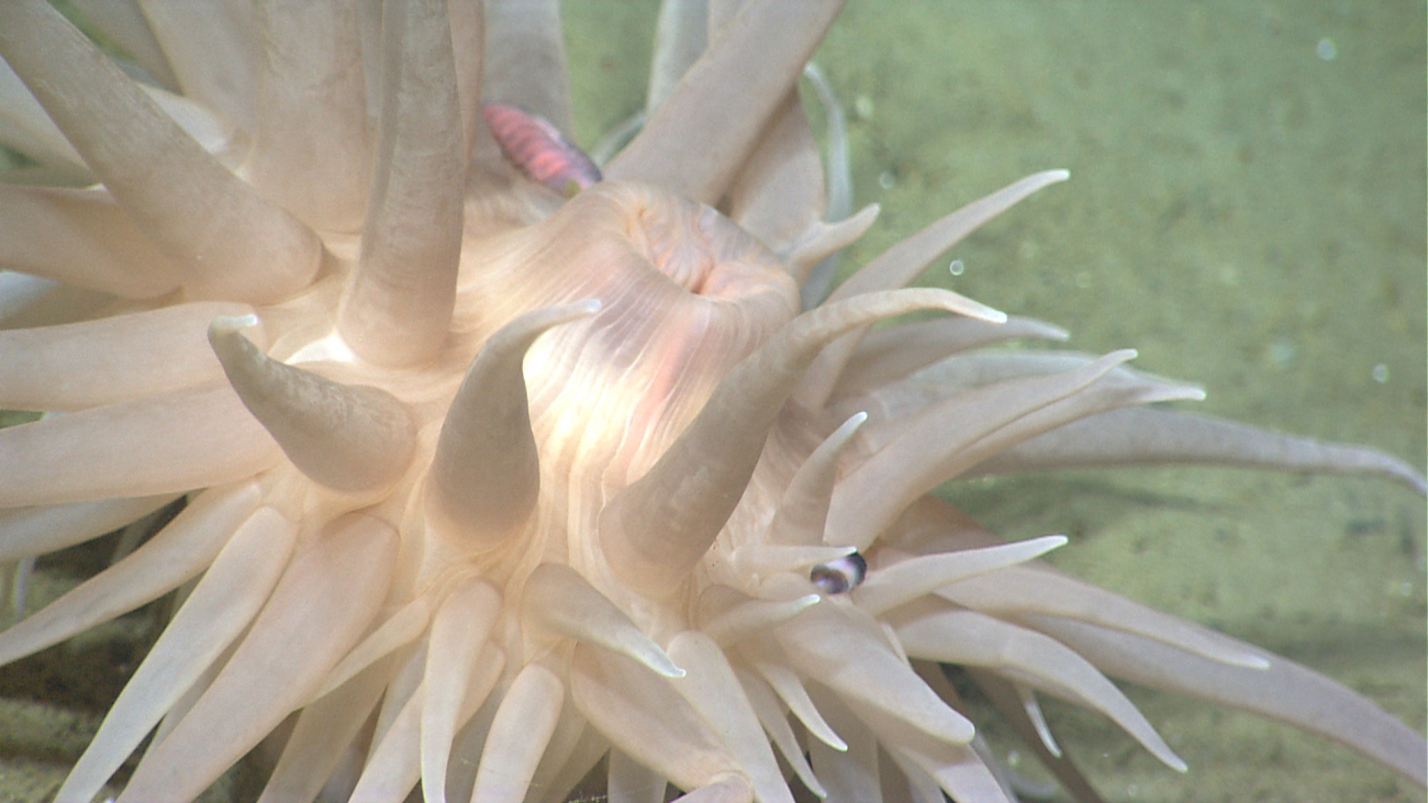 A large white anemone with what seems to be two amphipods