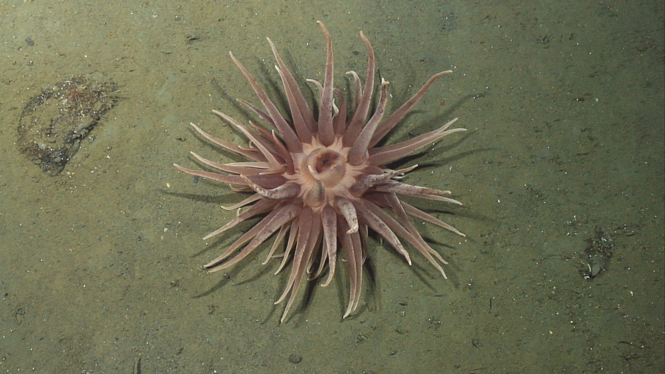 A large pinkish brown anemone on a sediment substrate