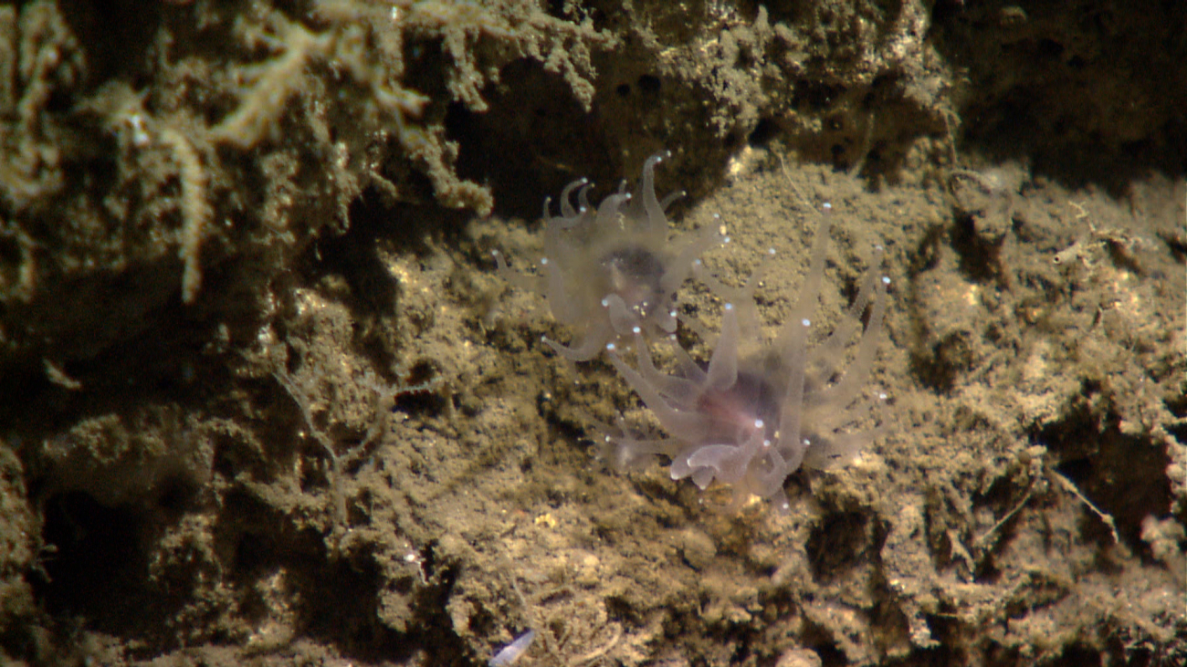 Two small translucent anemones with white spots at the end of their tentacles