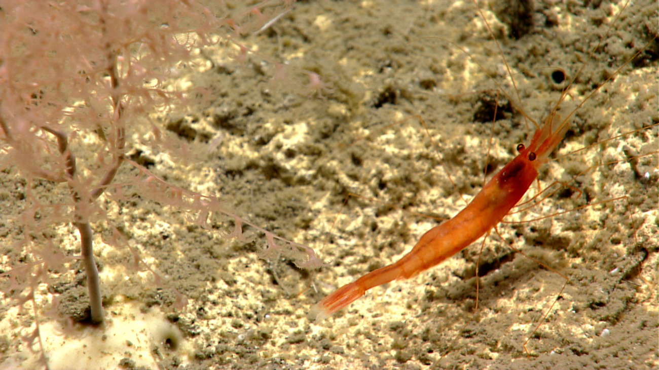 A red shrimp on the bottom next to a small octocoral