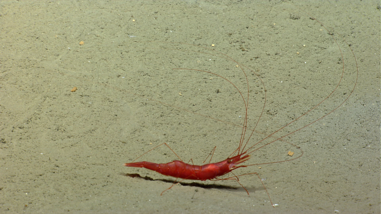A red shrimp on on a sediment bottom
