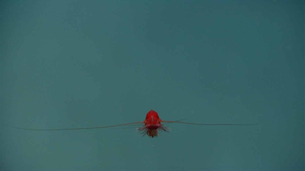 A red shrimp in the water column head-on