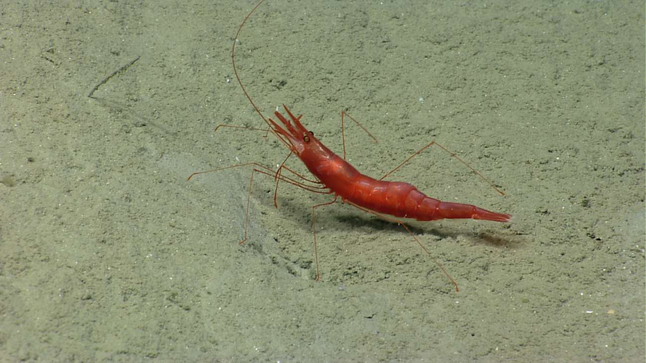 A red shrimp on a sediment bottom
