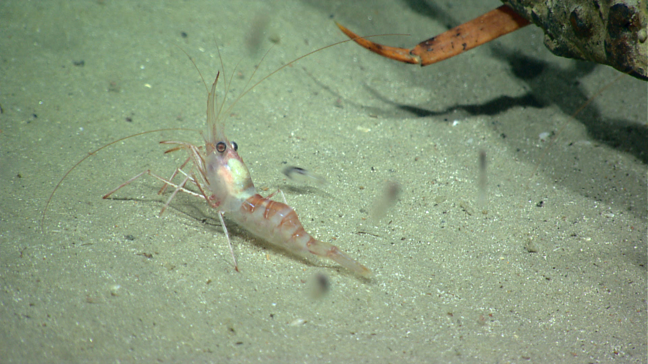 A white with red bands shrimp on a white sand bottom