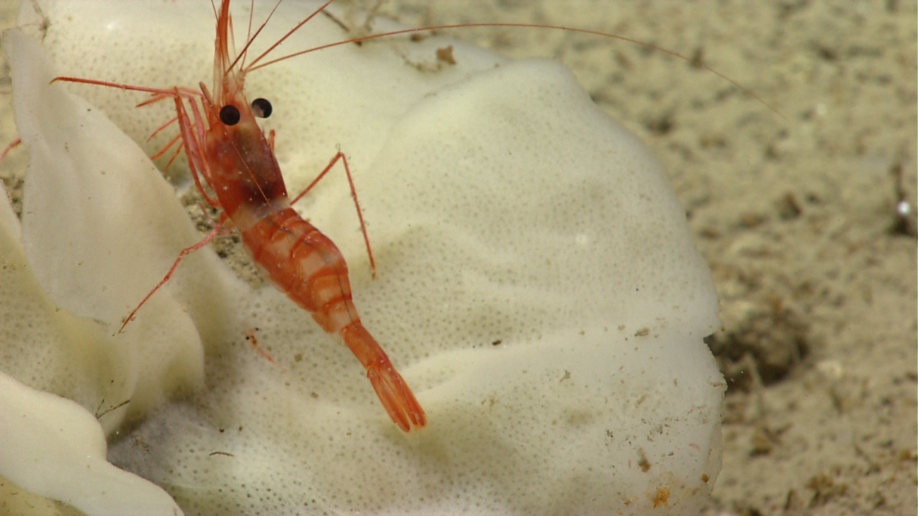 A red and white banded shrimp on a white glass sponge