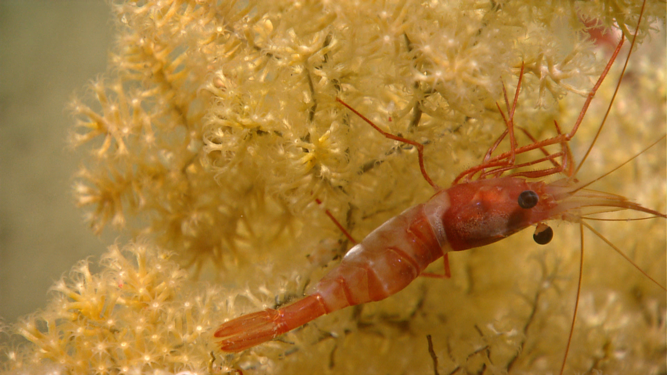 A red and white banded shrimp on a small yellow octocoral