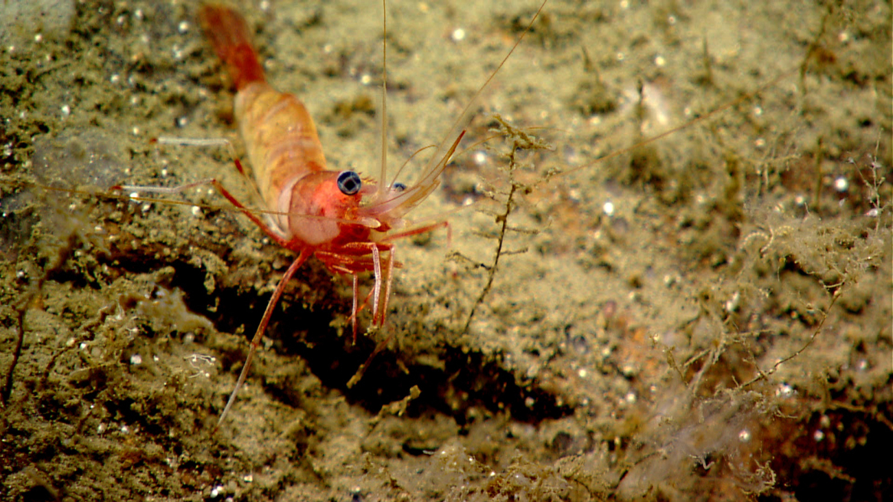 A red and white banded shrimp