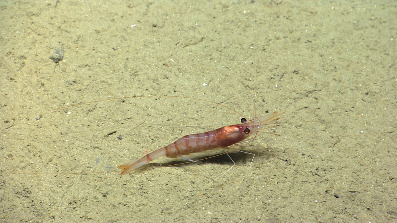 A red-banded shrimp on a sand and mud bottom