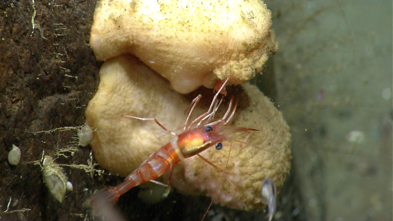 A red-and-white banded shrimp on a closed anemone