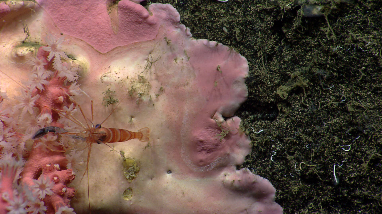 A white-and-red banded shrimp on a small paragorgia coral bush