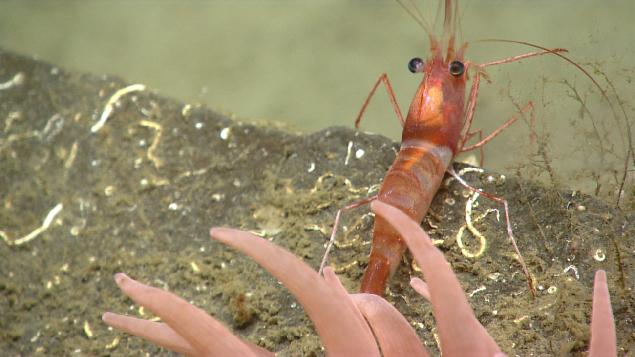 A white-and-red banded shrimp on a rock outcrop with tentacles of an anemone