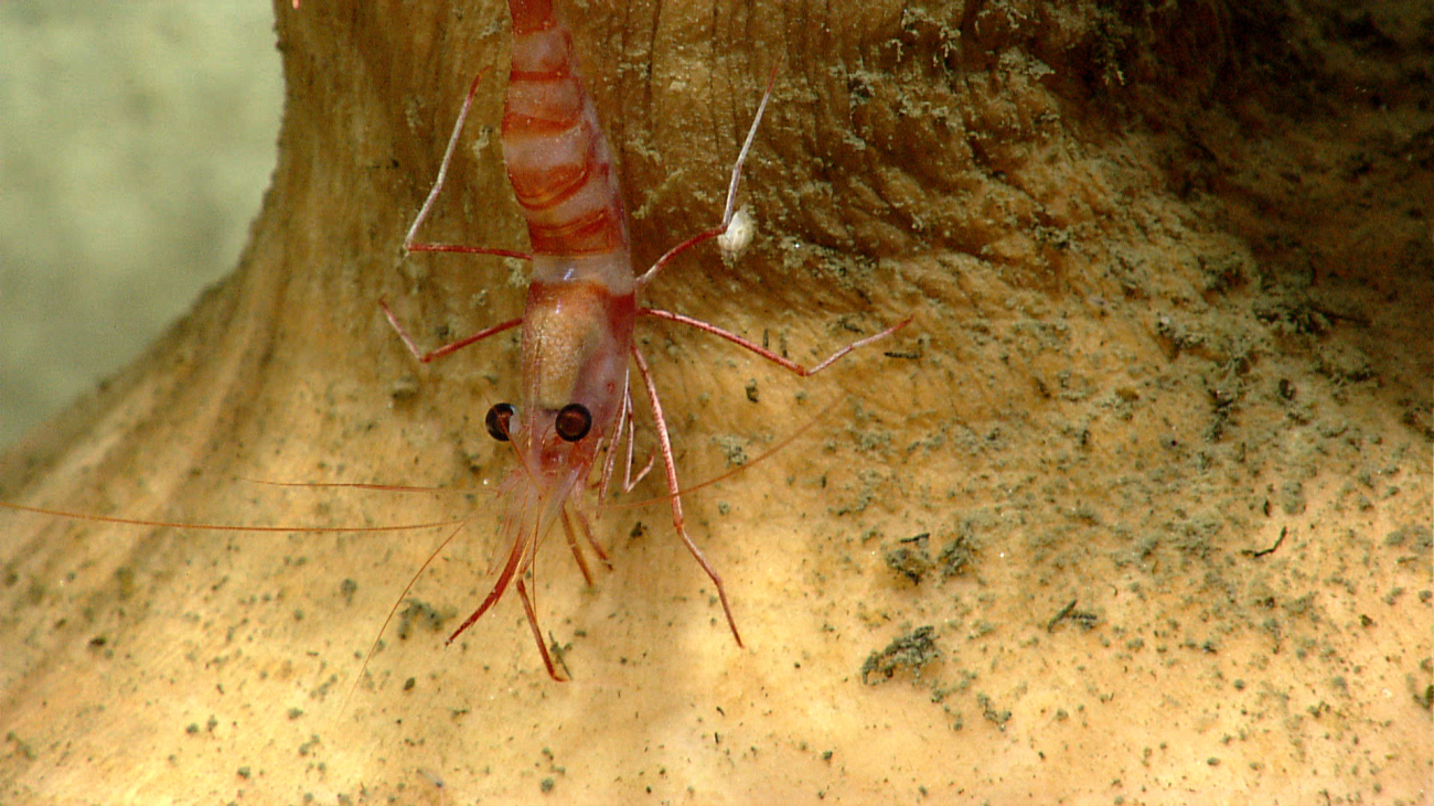A white-and-red banded shrimp on the stem of a large anemone