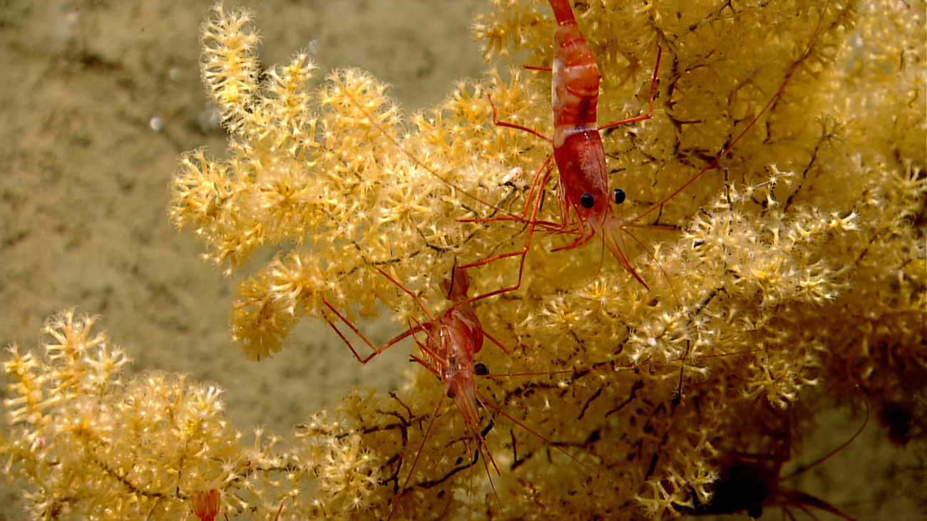 Two red and white banded shrimp on a small yellow octocoral