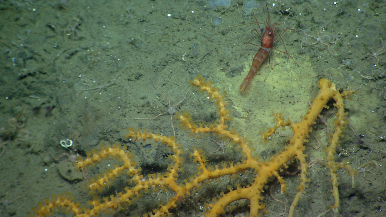 A red and white banded shrimp at the base of a paramuricean coral