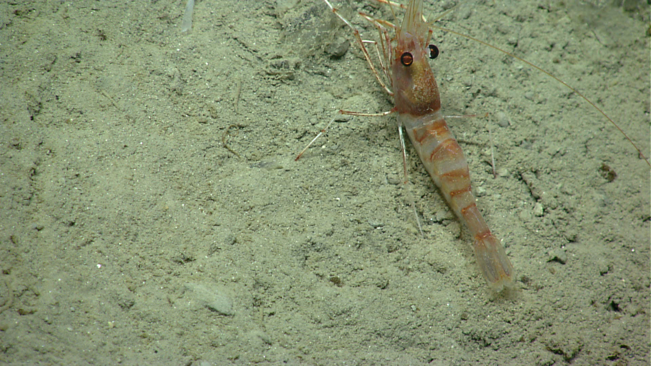 A red and white banded shrimp on a sediment bottom