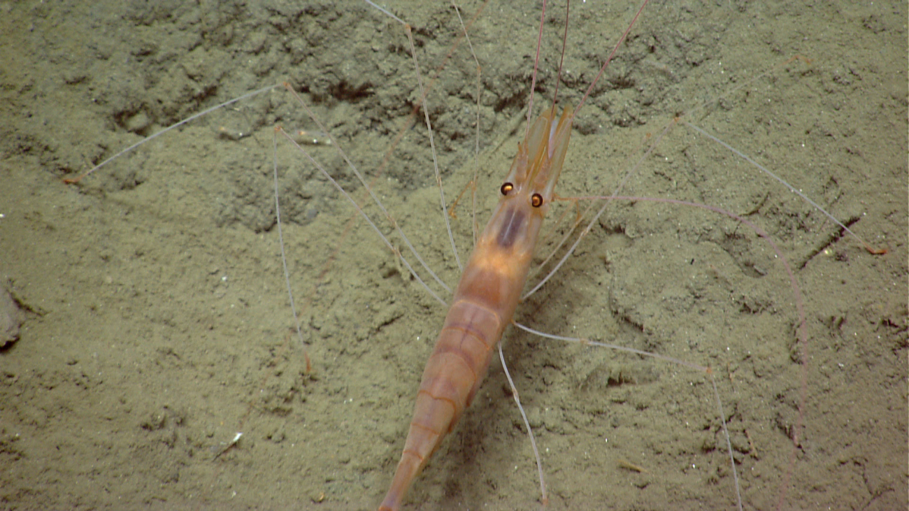 A banded brownish shrimp with white legs
