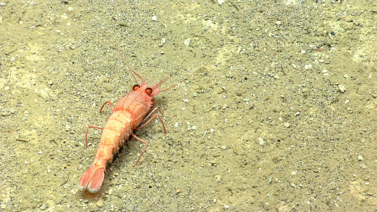 A orange robust shrimp?