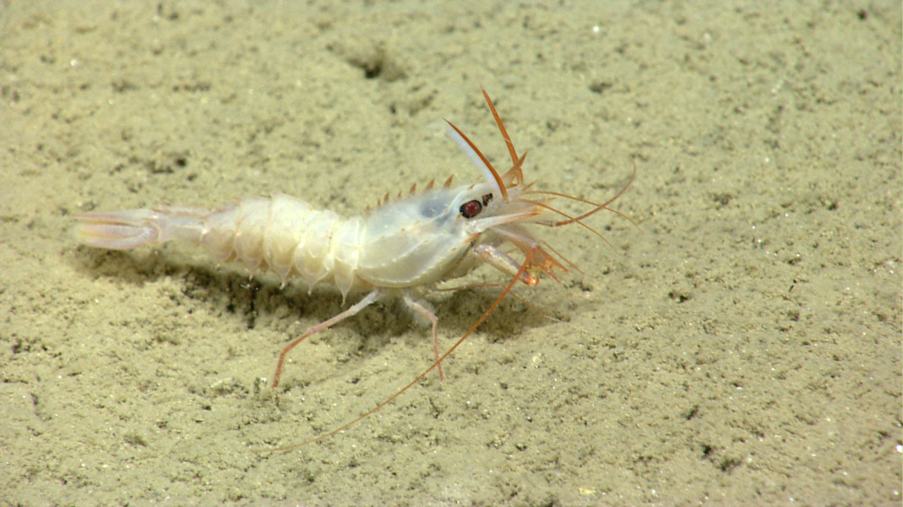 A white shrimp