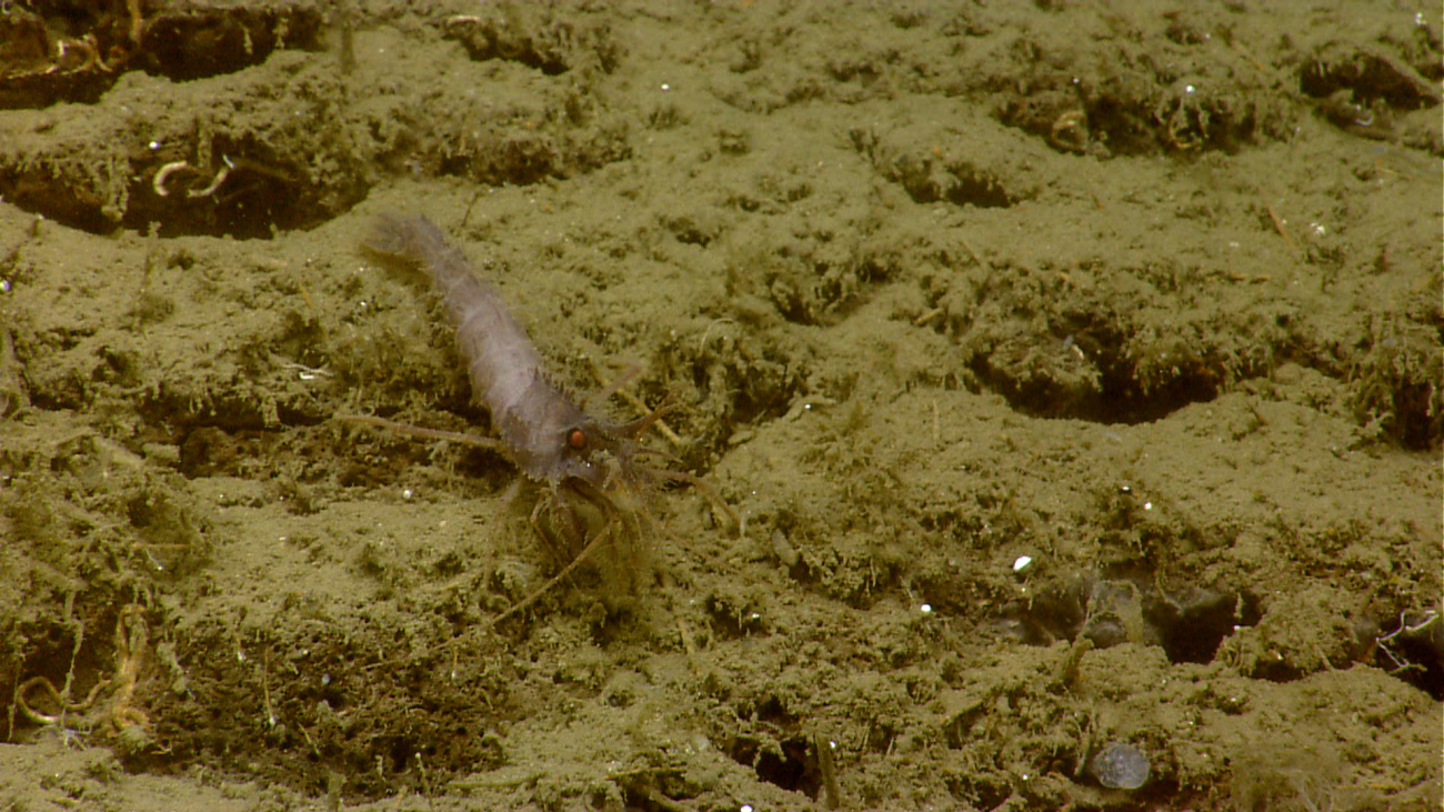 A gray shrimp on a sand covered rock outcrop