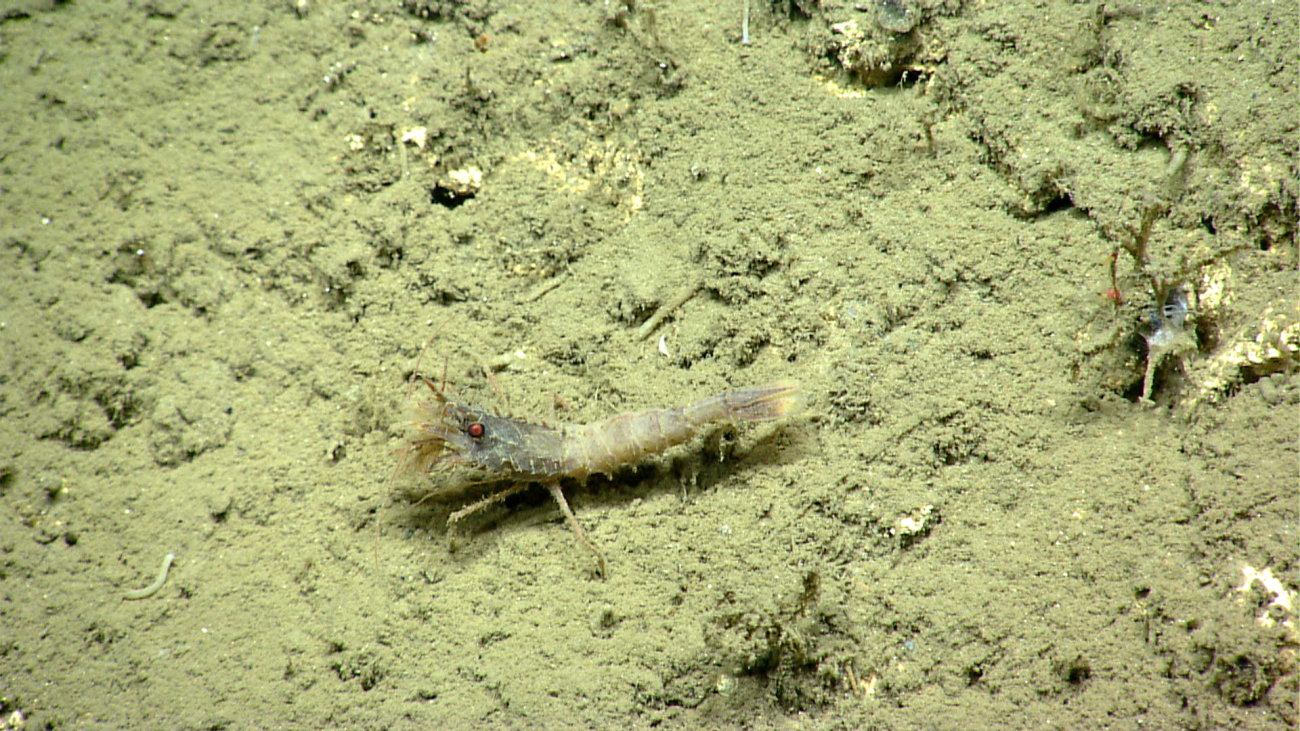 A gray shrimp on a sand covered rock outcrop