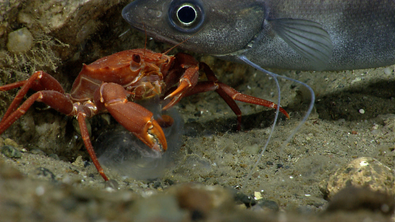 Deep sea red crab Chaceon quinquedens eating a salp