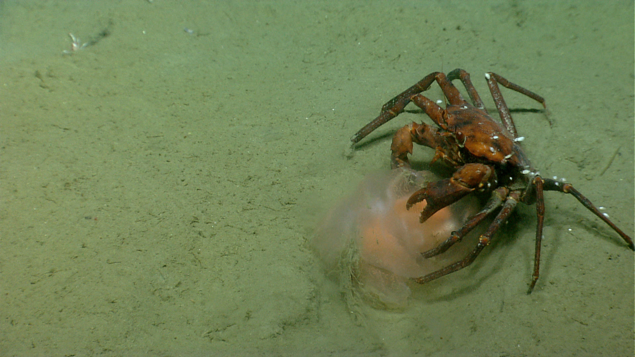 Deep sea red crab Chaceon quinquedens eating a jellyfish