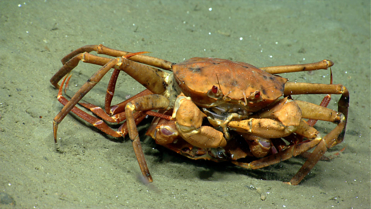 As opposed to mating, this appears to be the upper crab having the lower crabfor dinner