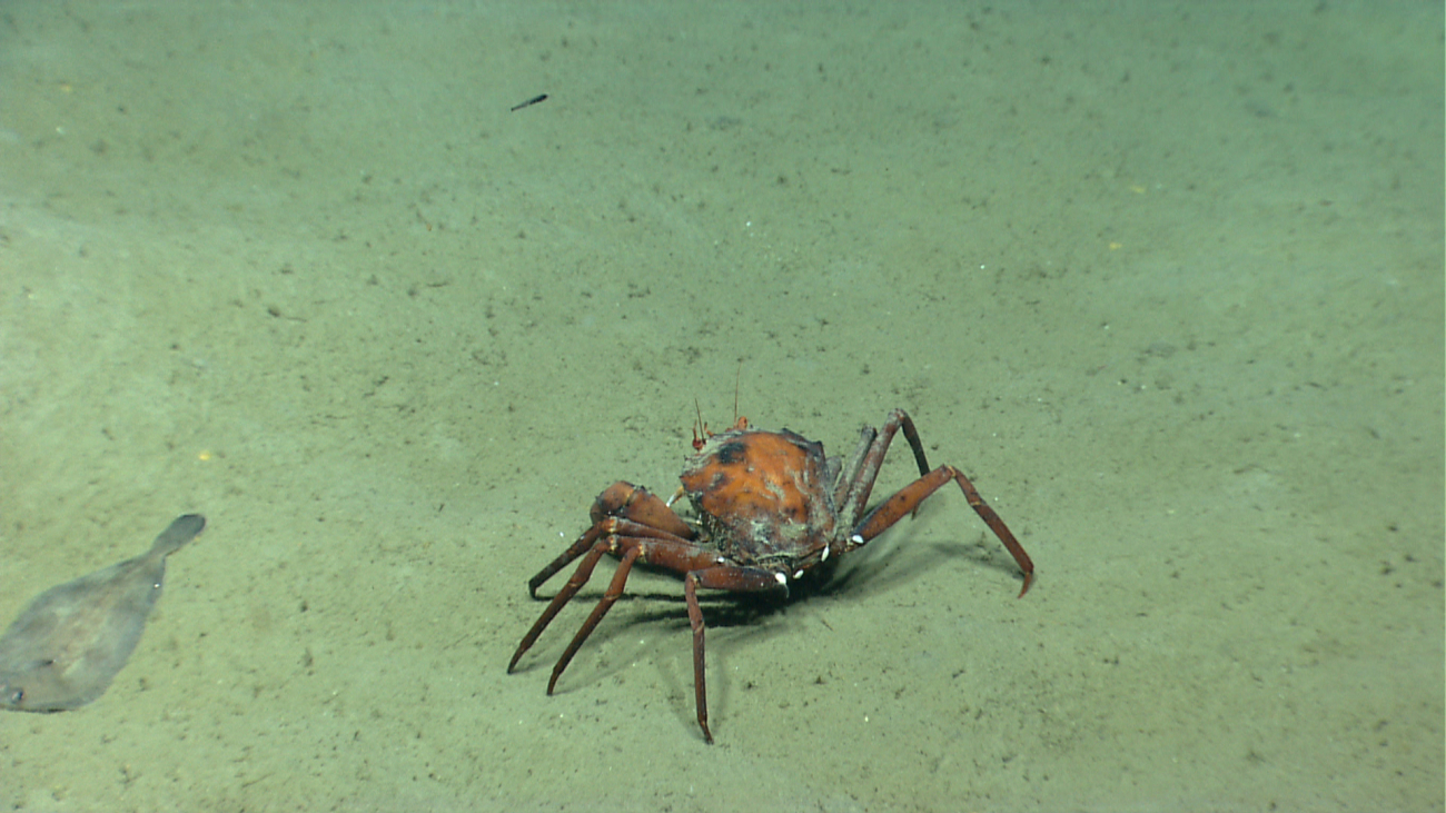 Deep sea red crab Chaceon quinquedens on a sand bottom next to a flatfish