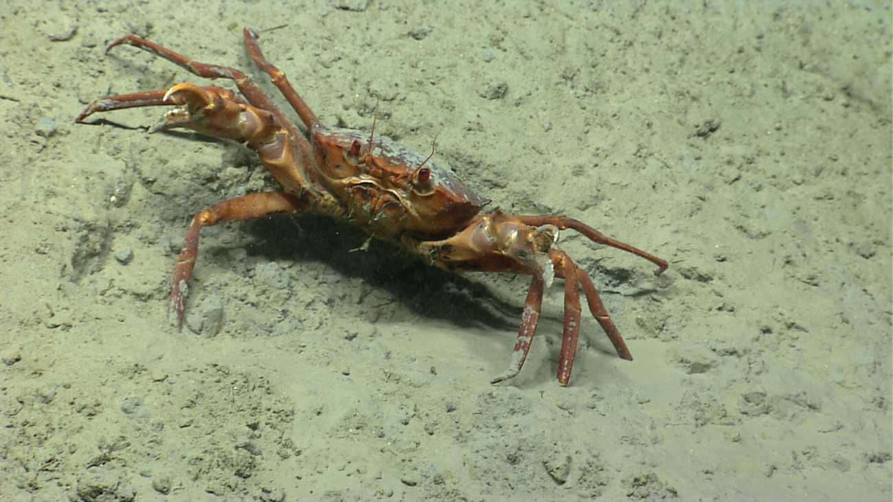 Deep sea red crab Chaceon quinquedens ready to fight the Deep Discoverer
